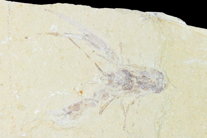 Cretaceous Lobster (Pseudostacus) Fossil - Lebanon #146937
